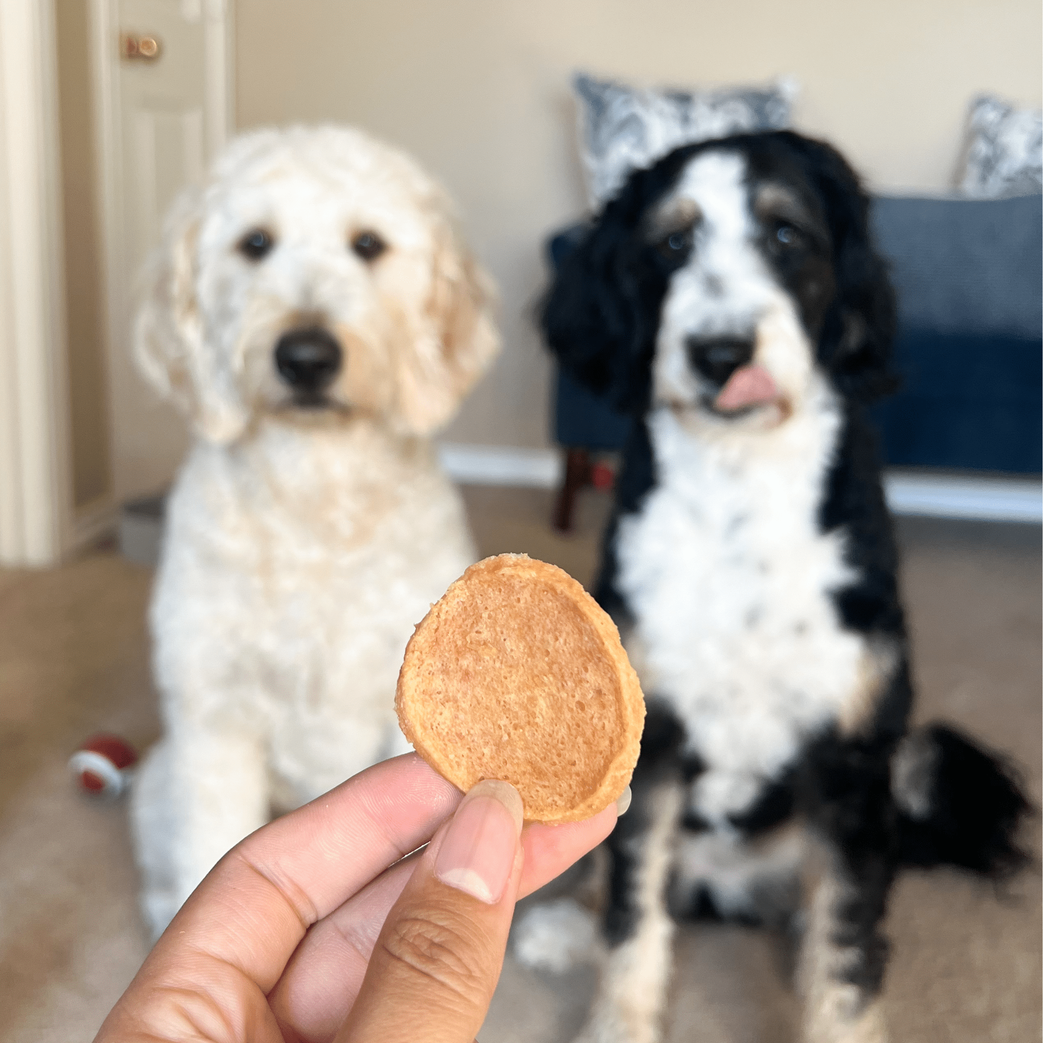 Chicken Chips for Dogs | All-Natural Single-Ingredient Dog Treats Farm To Pet