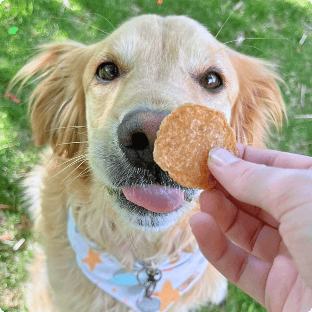 Chicken Chips for Dogs | All-Natural Single-Ingredient Dog Treats Farm To Pet