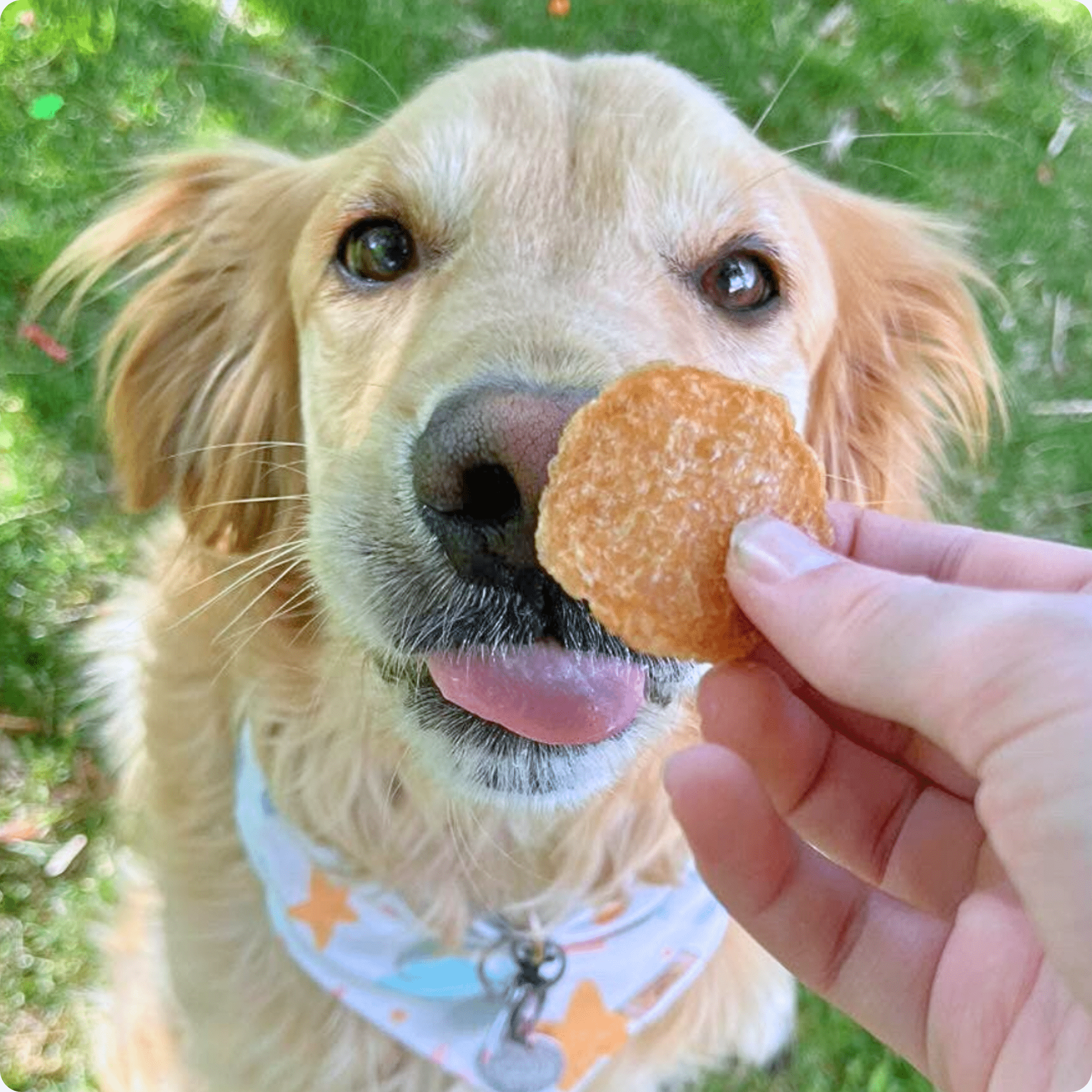 Chicken Chips for Dogs | All-Natural Single-Ingredient Dog Treats Farm To Pet
